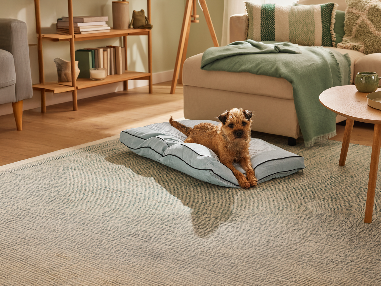 Pes leži na svetlo modri blazini na preprogi v dnevni sobi z lesenim pohištvom.