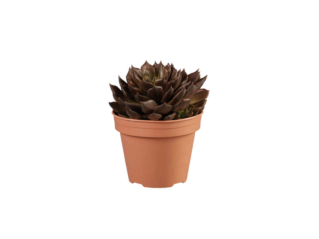 Suculentas Mix Nacional