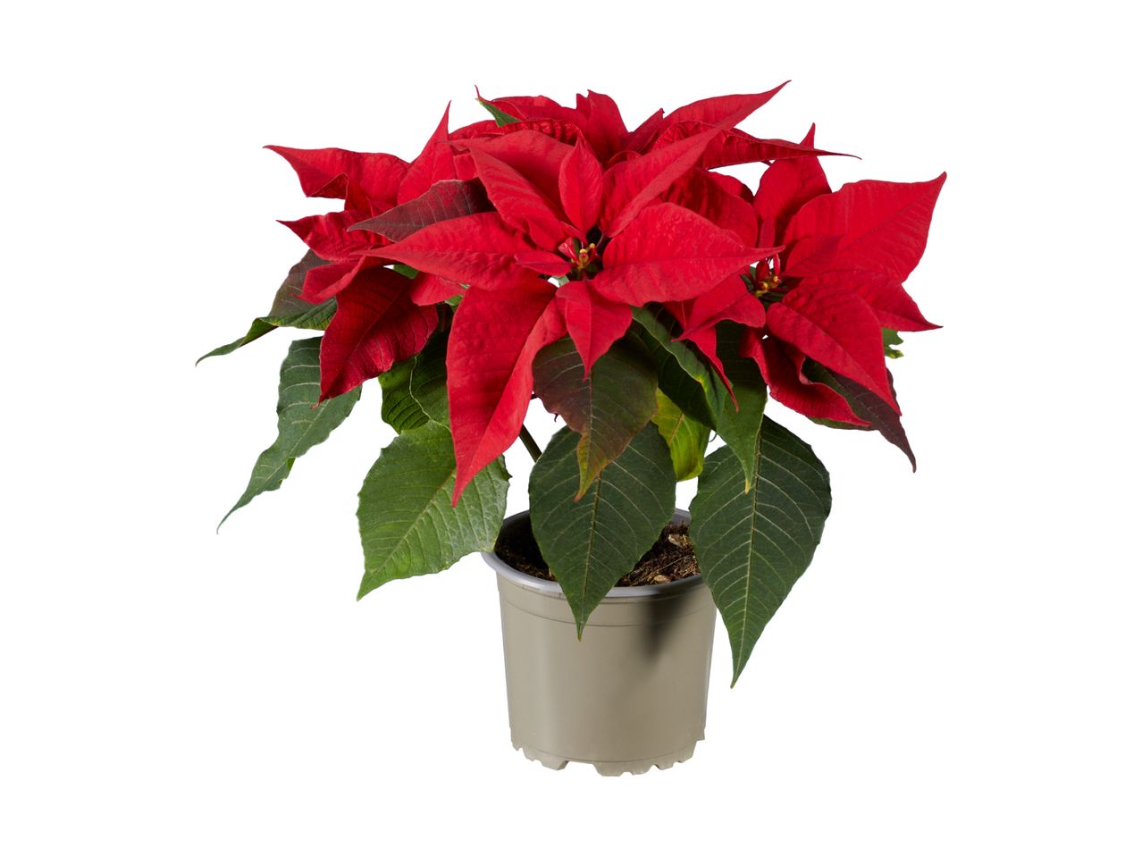 Go to full screen view: Mini Poinsettia - Image 1