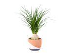 Plante Pandanus dans un pot moderne.