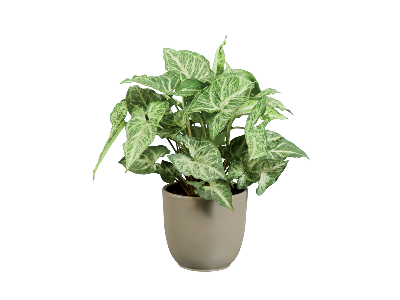 Een Syngonium podophyllum 'Pixie' kamerplant in een beige pot.