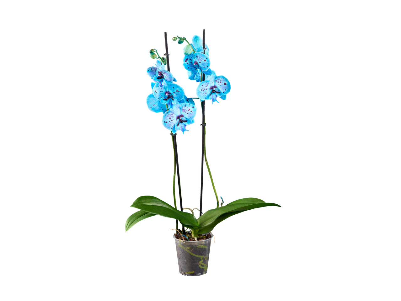 Barevná orchidej