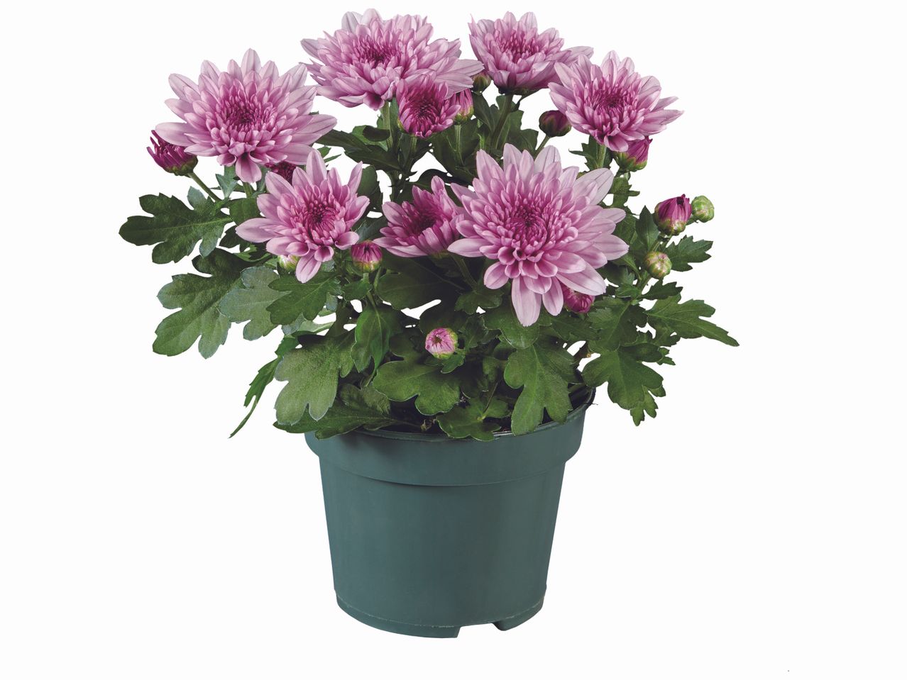 Chrysanthème Carnaval