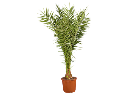 Palmenmix Mediterran XXL
