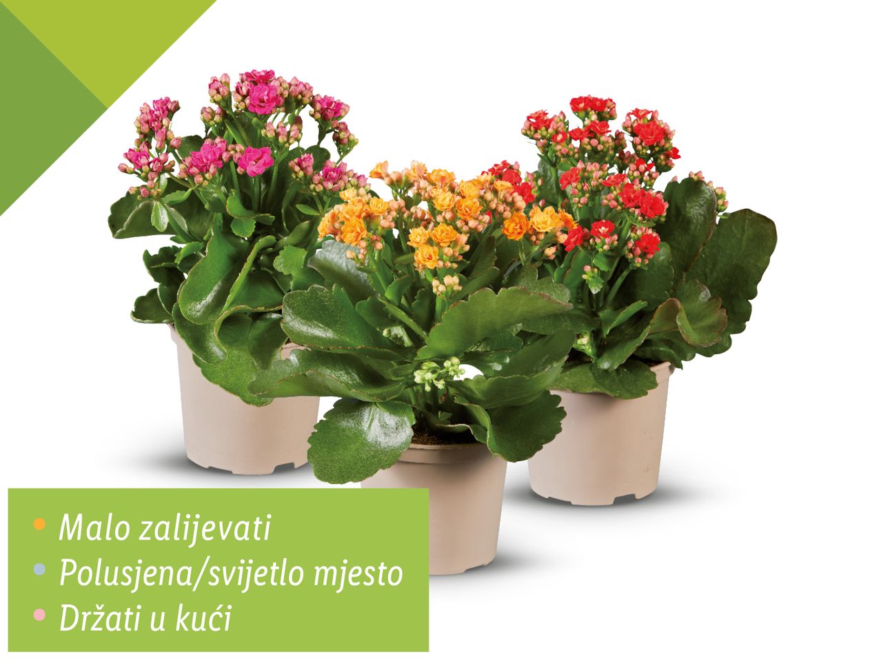 Tri kalanhoe u različitim bojama u saksijama, s uputama za njegu.