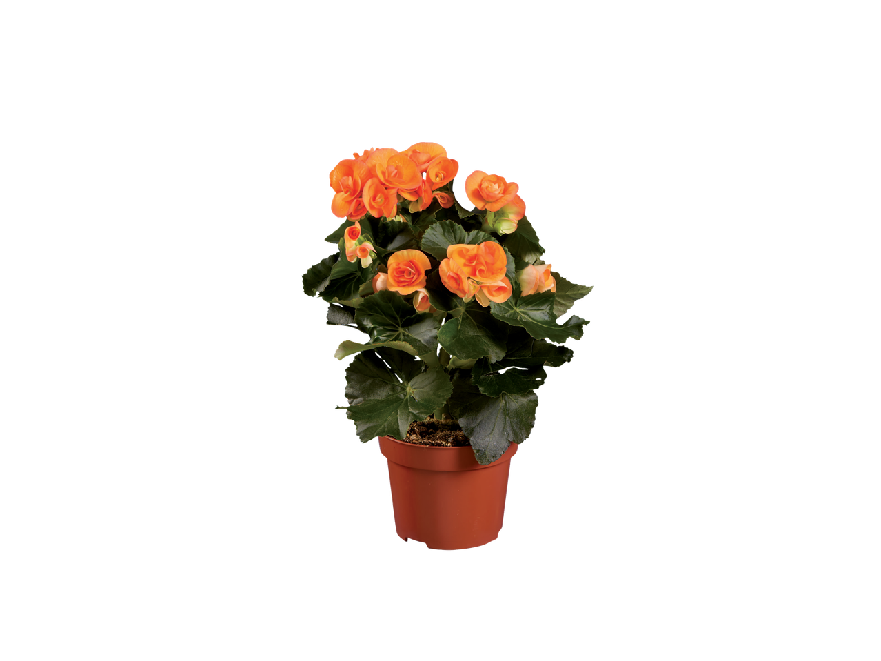 Un bégonia orange dans un pot brun.