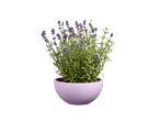 Lavender plant in a lilac pot.