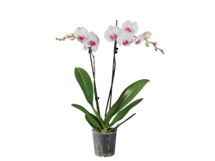 Phalaenopsis cu 2 tije florale