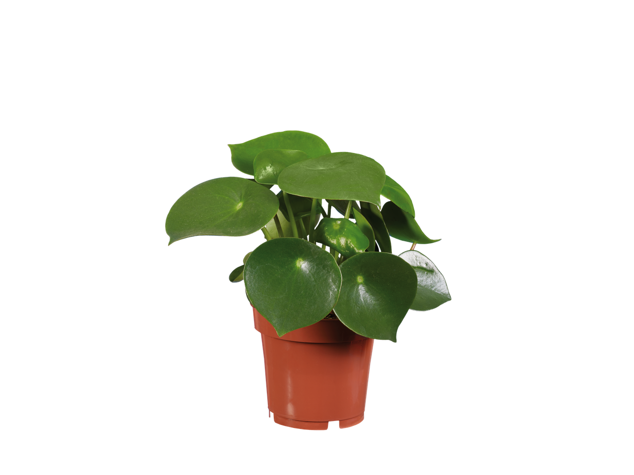Planta Pilea peperomioides em vaso.