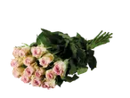 Buquê de rosas cor-de-rosa em fundo preto.