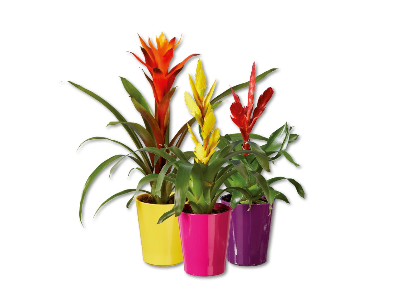 Kolm õitsevat bromeeliat kollases, roosas ja lillas potis