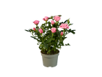 Pot met meerdere roze rozen in bloei.