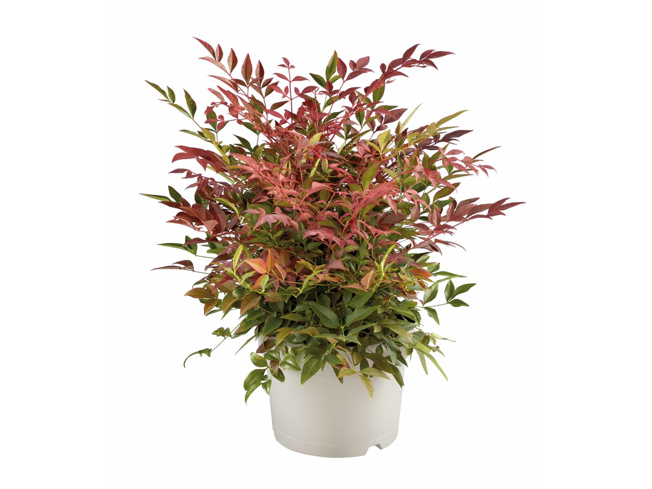 Nandina domestica ehk taevane bambus valges potis