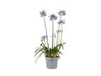 En potteplante med lilla blomster og grønne blade i en grå potte.