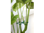 Suporte verde para plantas que mantém vários caules juntos.