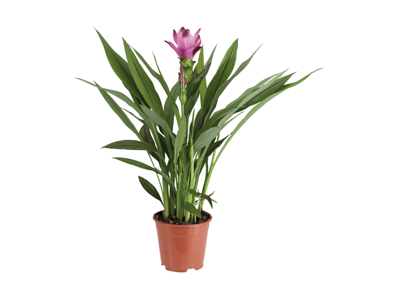 Pianta di curcuma in vaso con un fiore rosa