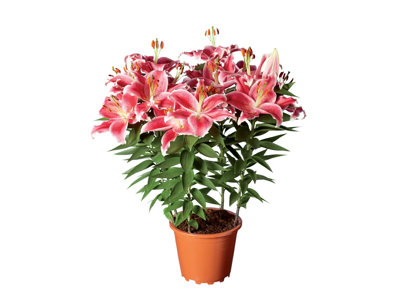 Roze lelies in een pot.