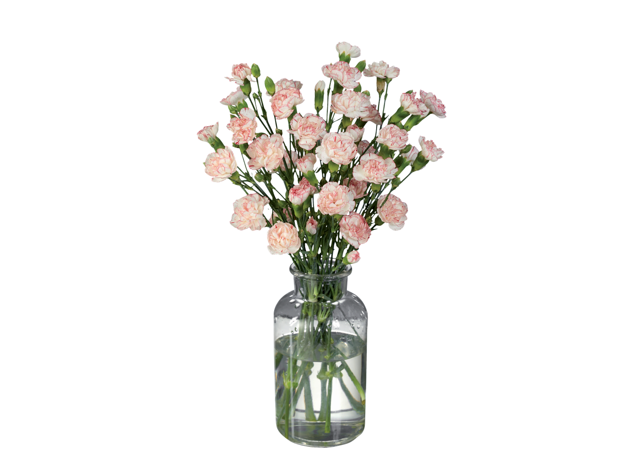 Rožinių gvazdikų puokštė stiklinėje vazoje.