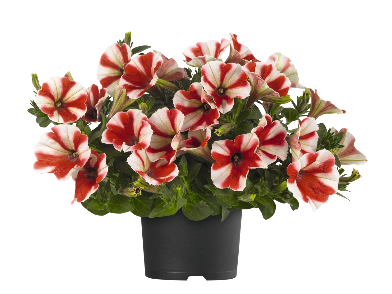 Petunia's in een pot met rood-witte strepen.