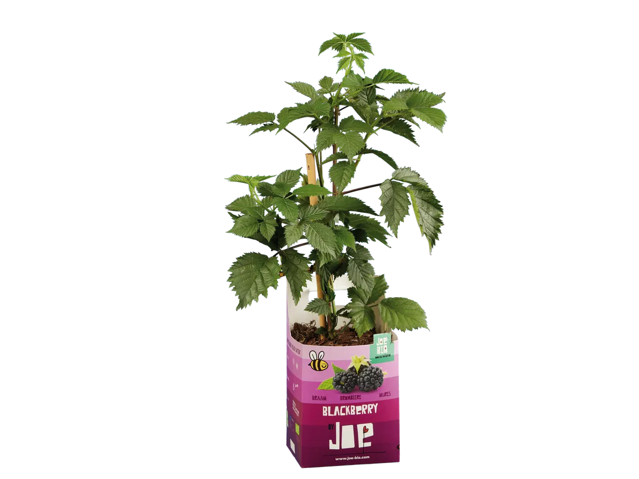 Planta de amora 'Blackberry by Joe' em vaso.