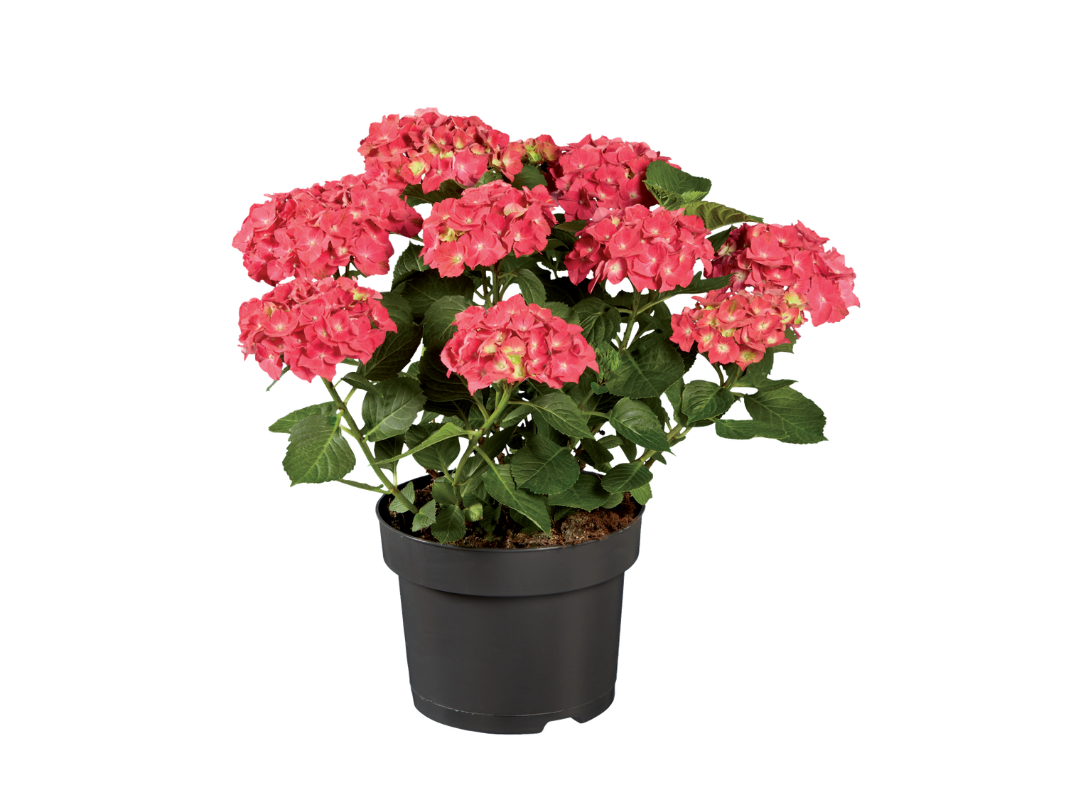 Tuinhortensia