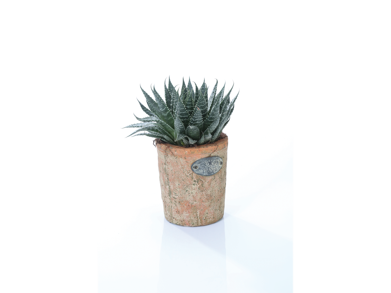 Aloe vera in a rustic terracotta pot.