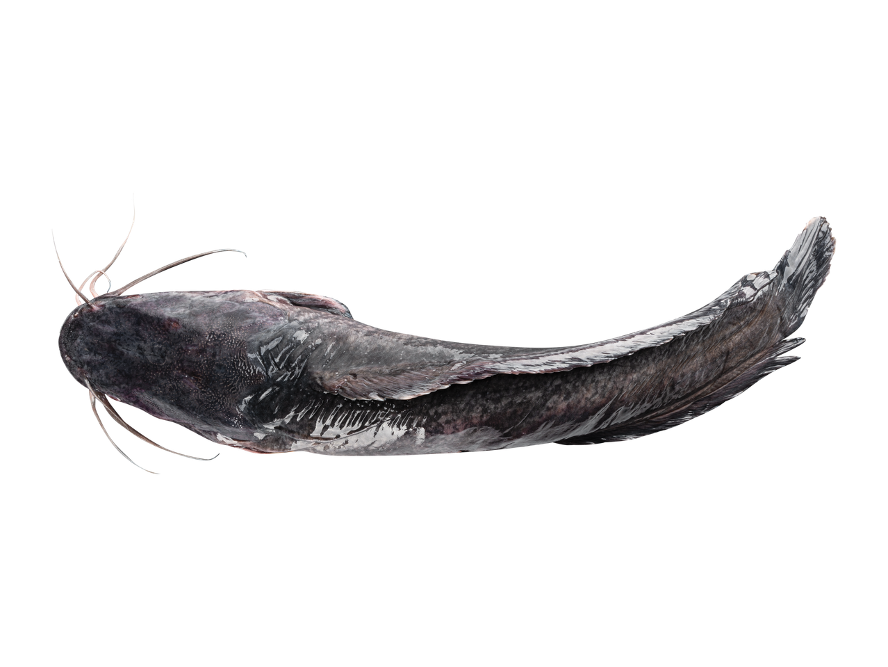 Šamas, tamsiai pilkos spalvos, su ūsais, išlenktas, ant juodo fono.