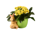 Kalanchoe galbenă într-un ghiveci verde cu iepuraș de ceramică.