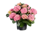 Pot met roze hortensia's in bloei.