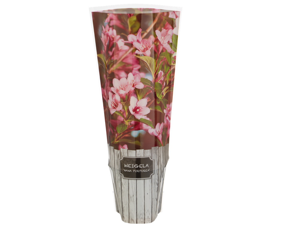 Weigela 'Nana Purpurea' plant in a decorative sleeve with pink flowers and a wooden texture.