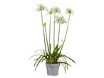 Witbloeiende Agapanthus in een grijze pot
