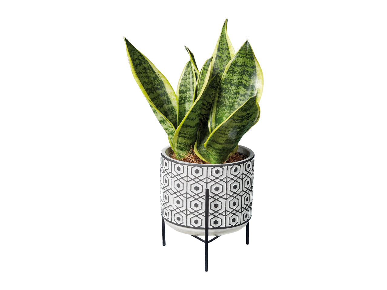 Easy-Care Black&White