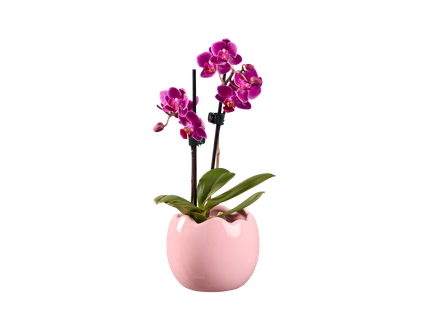 Húsvéti orchidea kerámiában*