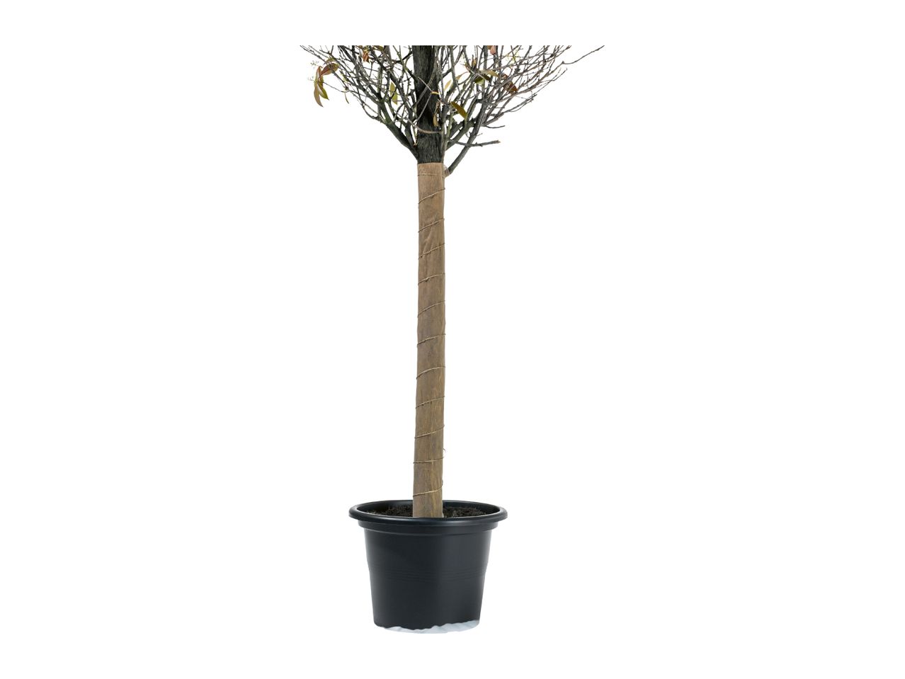 Potted tree with wrapped trunk