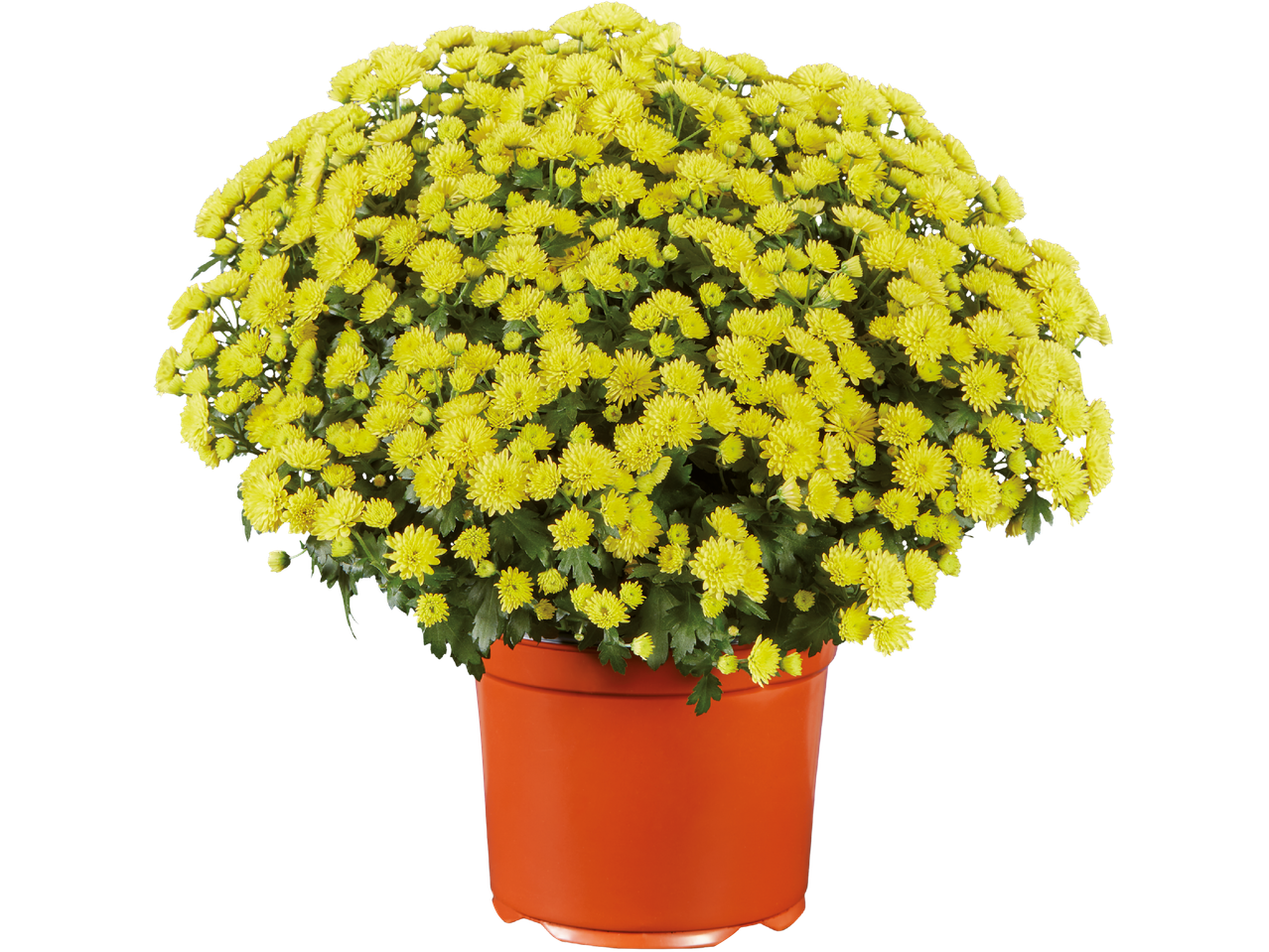 En blomma med gula krysantemumblommor