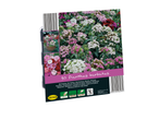 Seed packet for 50 Dianthus barbatus (Sweet William) with planting instructions.