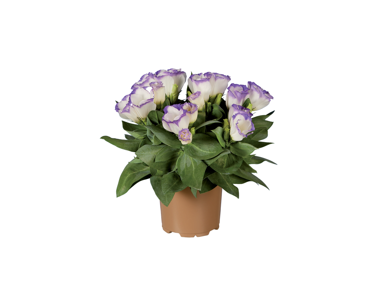 Uma planta em vaso com flores de Lisianthus lilás claro.
