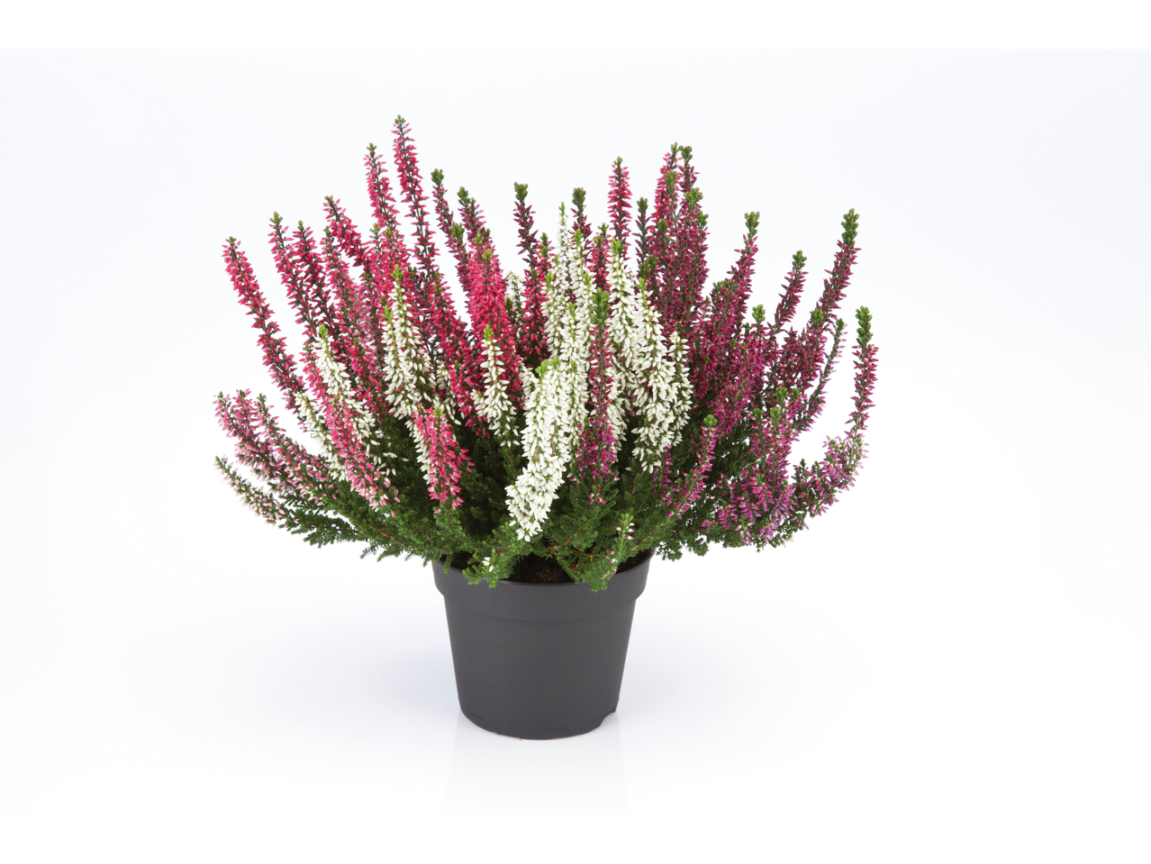 Witte en roze heide in pot.