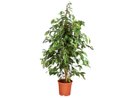 A Ficus benjamina plant in a terracotta pot.