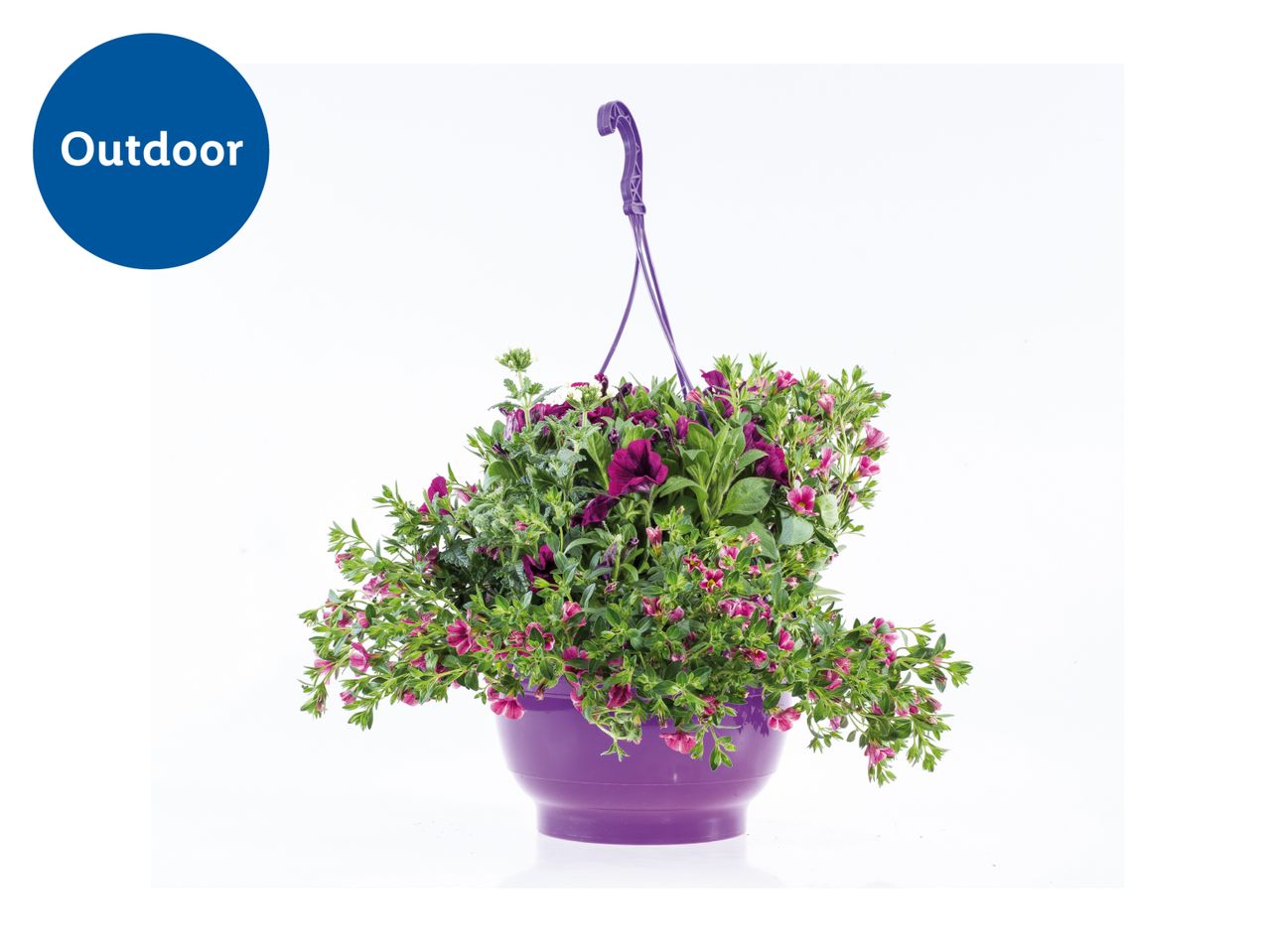 Outdoor hanging basket with purple and pink flowering plants.