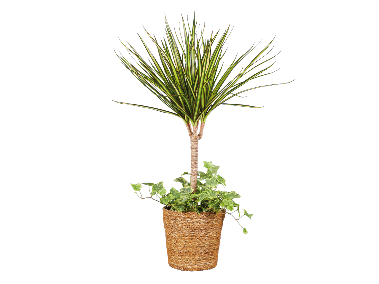 Plante d'intérieur Dracaena et lierre dans un pot en osier.