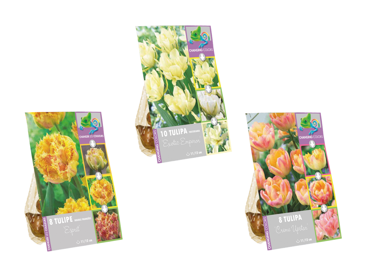 Drei Packungen Tulpenzwiebeln mit Etiketten, die farbwechselnde Blüten zeigen.