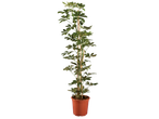 Een Schefflera arboricola plant in een terracotta pot.
