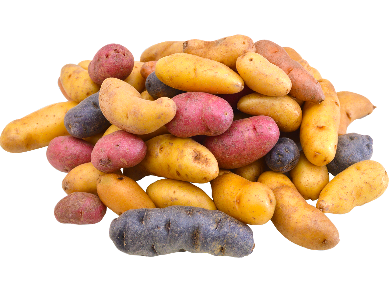 En hög med olika sorters potatis, inklusive röda, gula och lila potatisar.