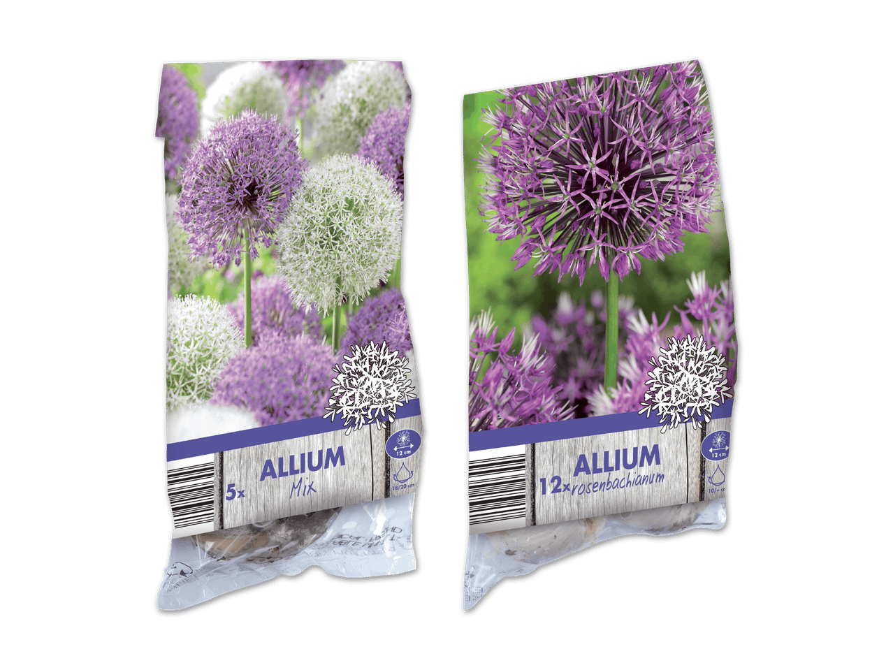 Zwei Packungen Allium-Blumenzwiebeln, eine Mischung und eine Sorte 'Rosenbachianum'.