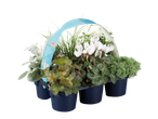 Grandiol Herfstmix met diverse planten zoals cyclamen en chrysant in potten.