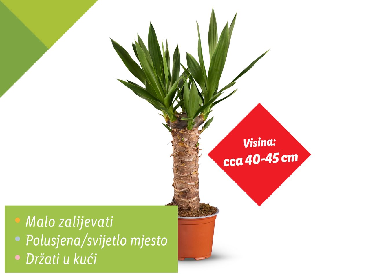 Jukka biljka visine 40-45 cm u terakoti.