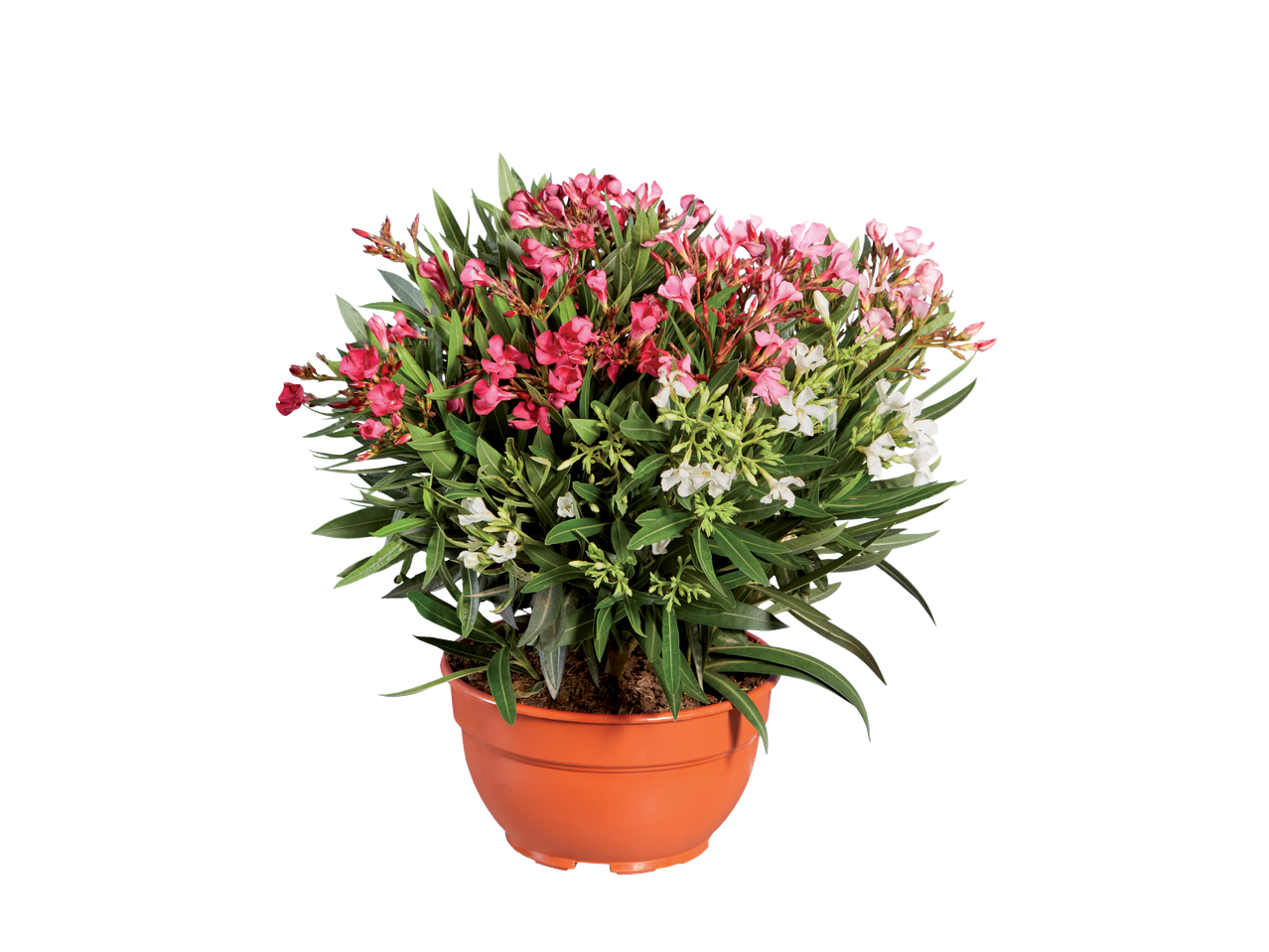 Driekleurige oleander in pot met donkerroze, lichtroze en witte bloemen.