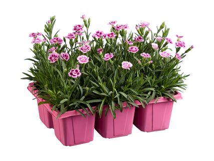 Nelliker Pink Kisses