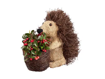 Örökzöld őszi dekor*